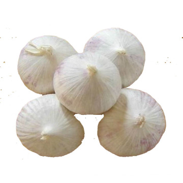 China farm fresh solo garlic